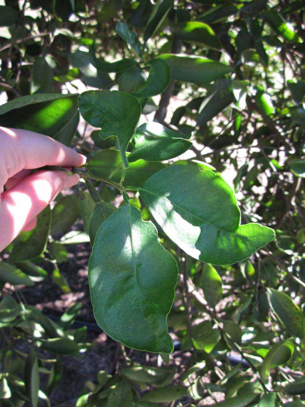              Shade leaves (Winter Haven, FL)       